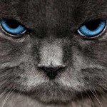 Pudding, el gato Pudding, el gato